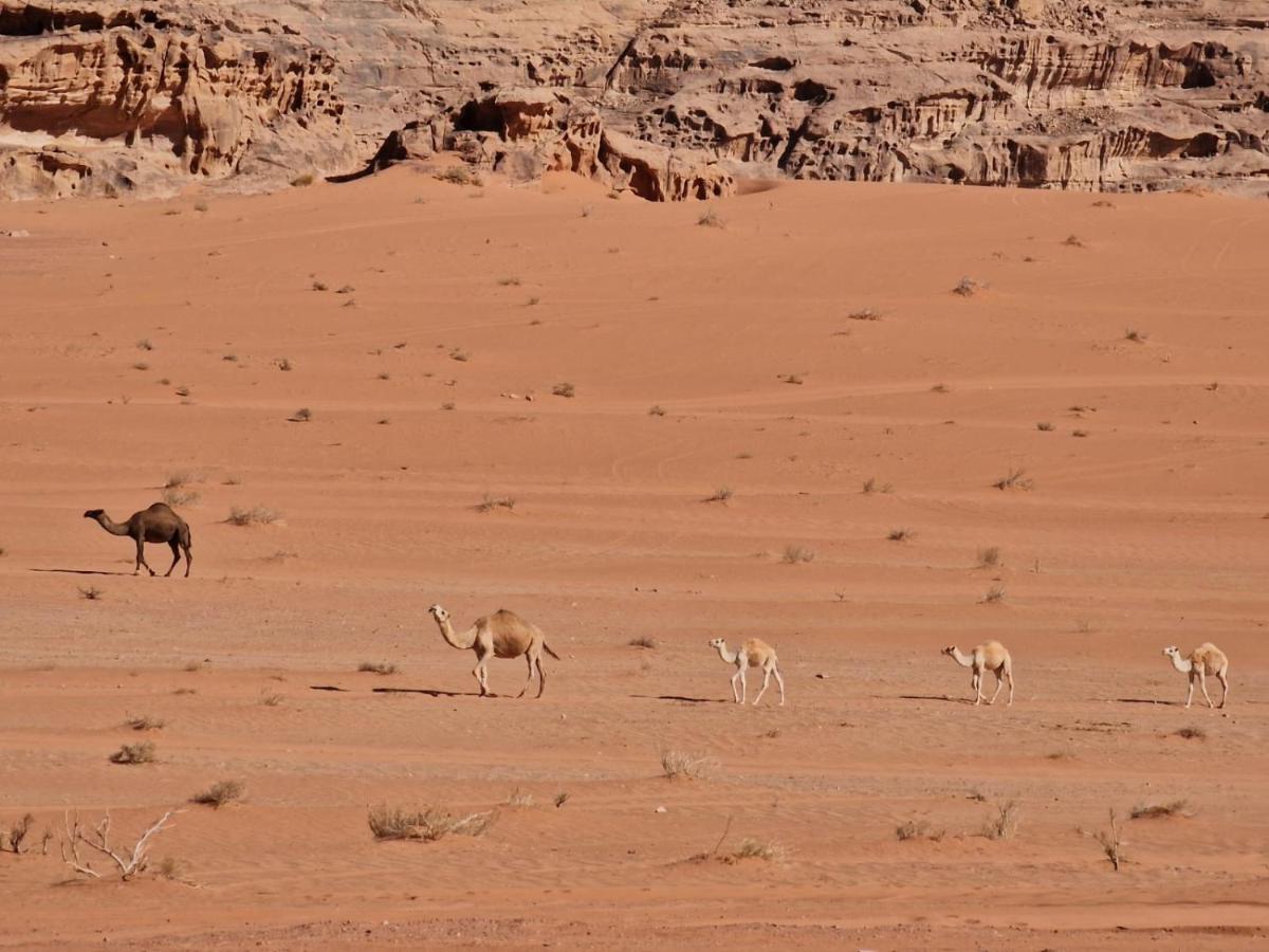 Wadi Rum Story Exterior photo